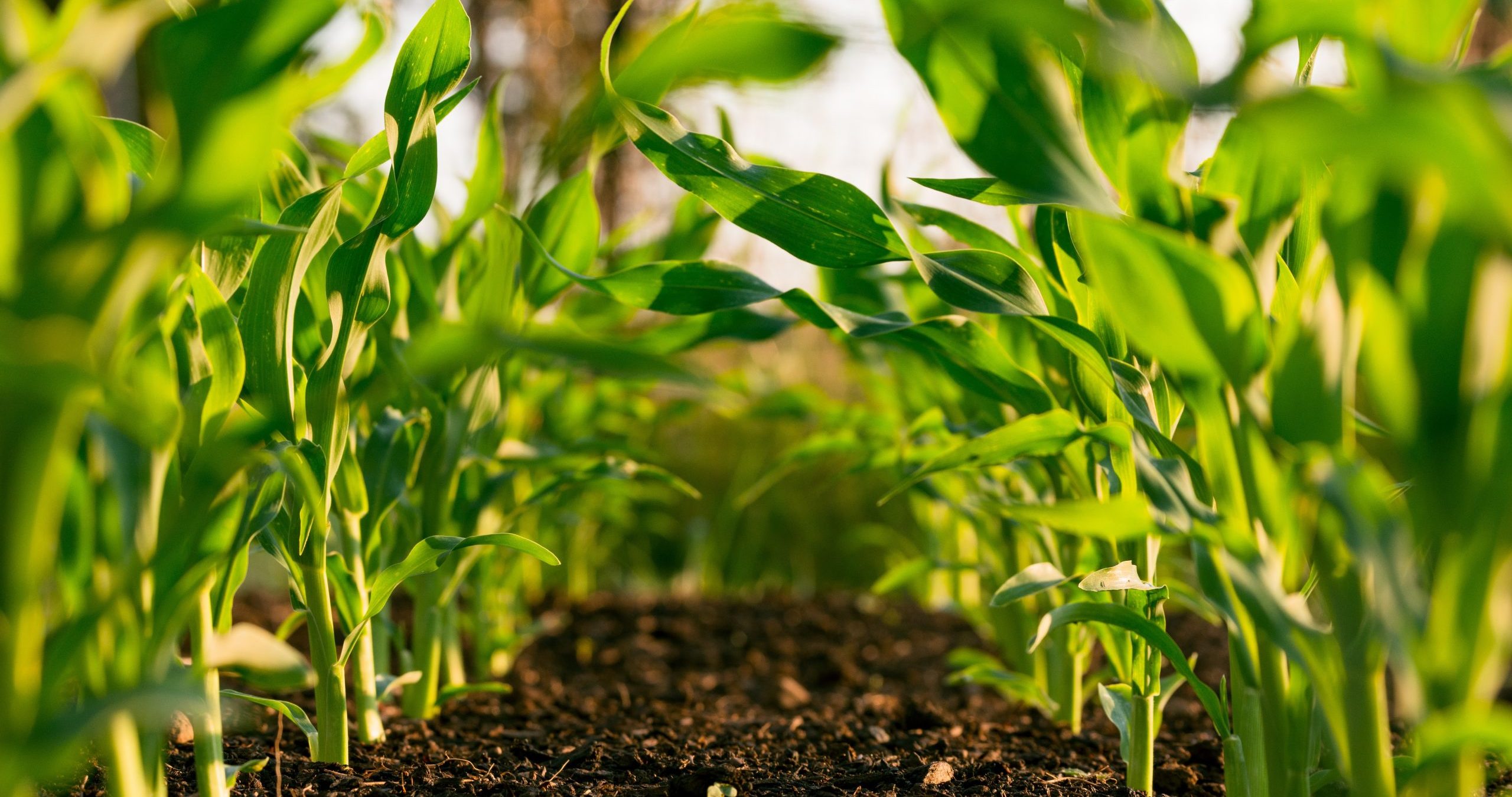 AgTech VC investor